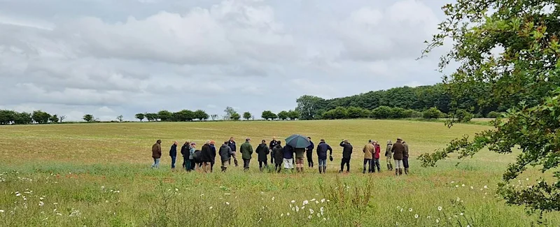 Can Companion Cropping Improve Oilseed Rape Resilience?