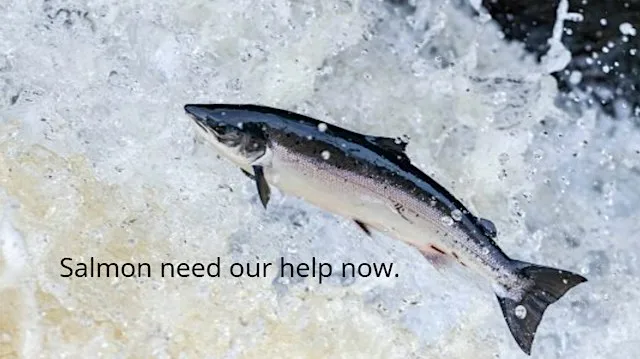 Atlantic Salmon at a crossroads - Science, Catchments and Road to Recovery