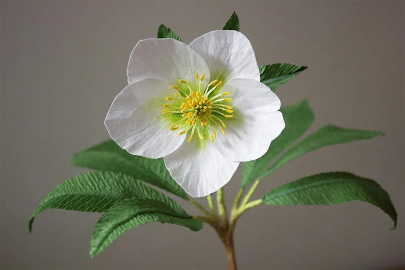 Create a Paper Hellebore Workshop