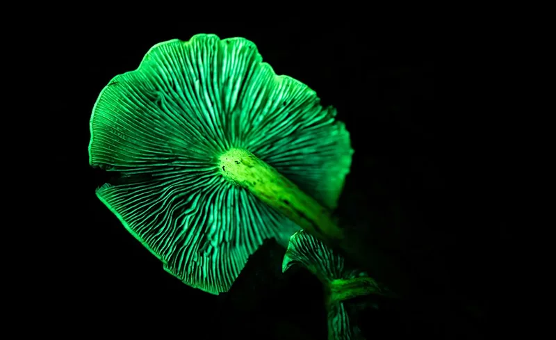 Biofluorescent Night Walk