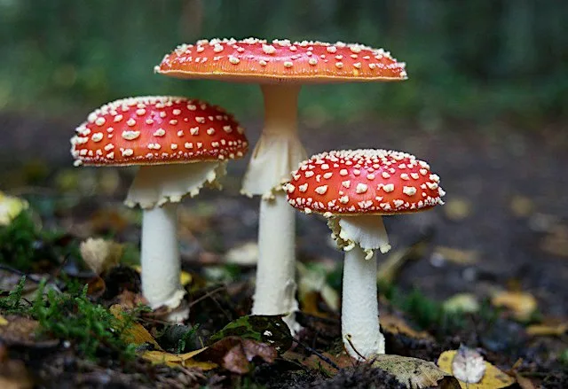 Cinderhill Fungi Walk