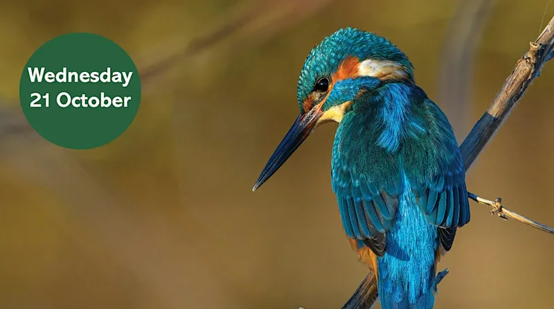 Search for the Kingfisher