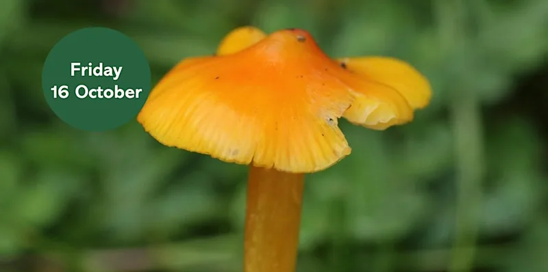 Grassland Fungi Foray