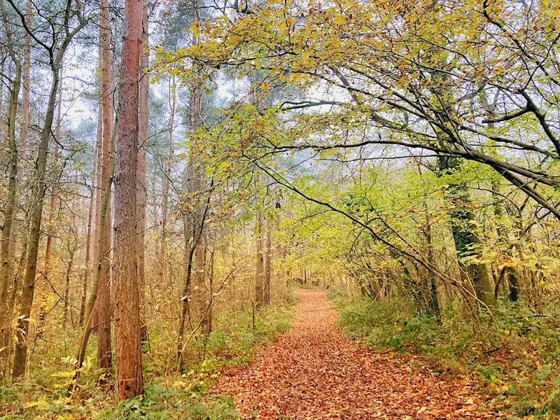 Walk Tonbridge Club: A walk in the woods