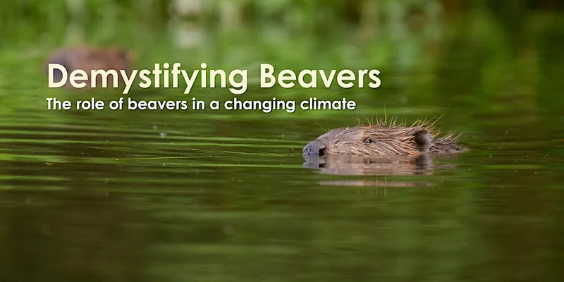 Demystifying Beavers: The Role of Beavers in a changing climate