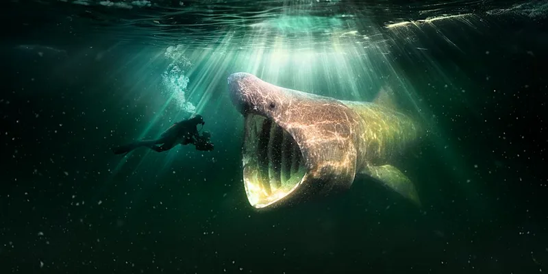 North Sea, Nature Untamed Q&A Screening with Marine Conservation Society