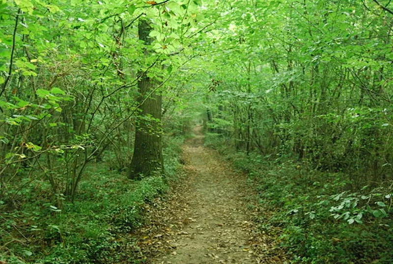 Guided Walk around Larkey Valley Wood, Chartham