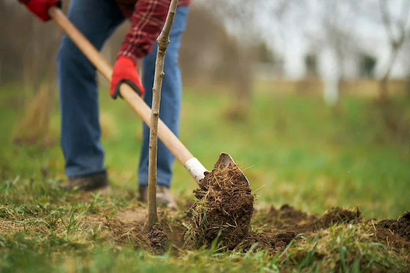 Tree planting at Gorrell Valley Nature Reserve