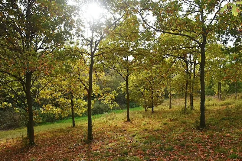 Guided Tree Walk around Gorrell Valley Nature Reserve