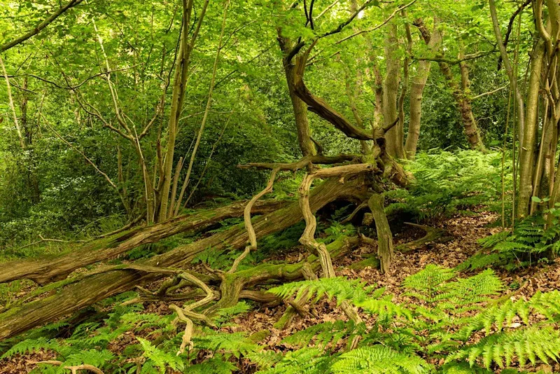 Guided Tree Walk on Canterbury's Old Park
