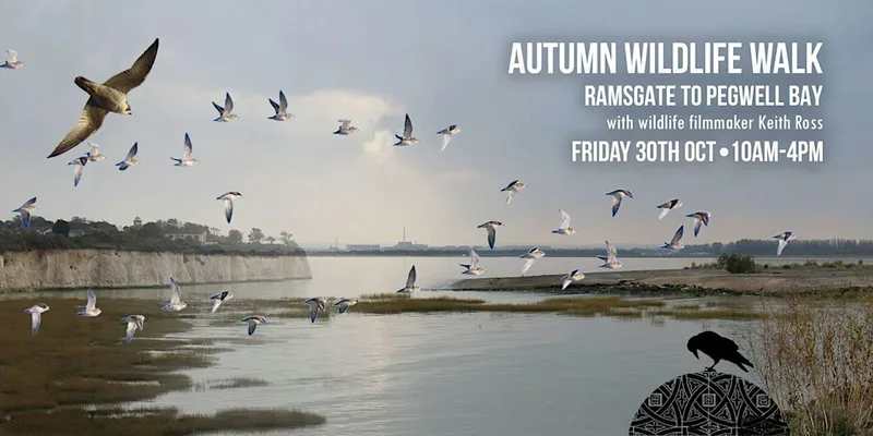 Autumn Wildlife Walk - Ramsgate to Pegwell Bay