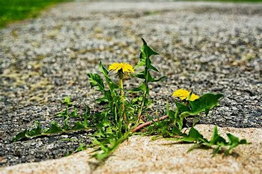 Fostering opportunities for eco-hope