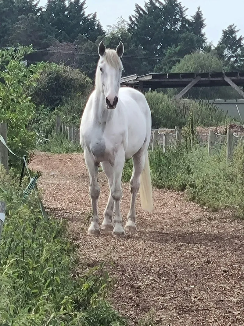 THE POWER OF THE PAUSE A one-day Equine-assisted Self-mastery workshop