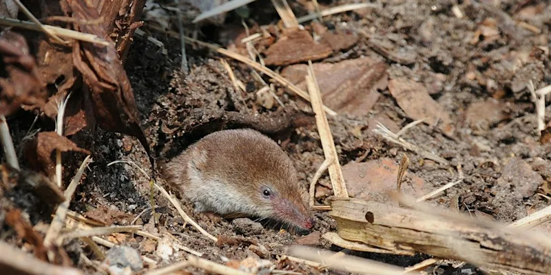 Small Mammal Trapping and Talk for adults - Woolley Firs, Maidenhead, Thursday 19 November