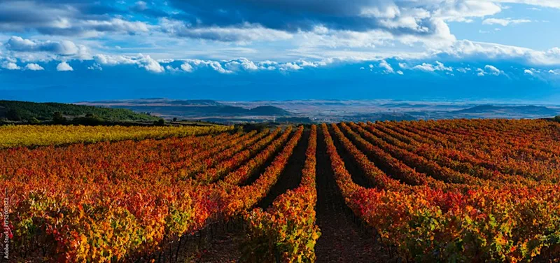 A Taste of Rioja: Wine Dinner with Mike Best MW