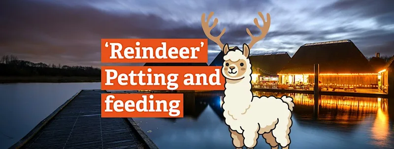 'Reindeer' Petting and Feeding