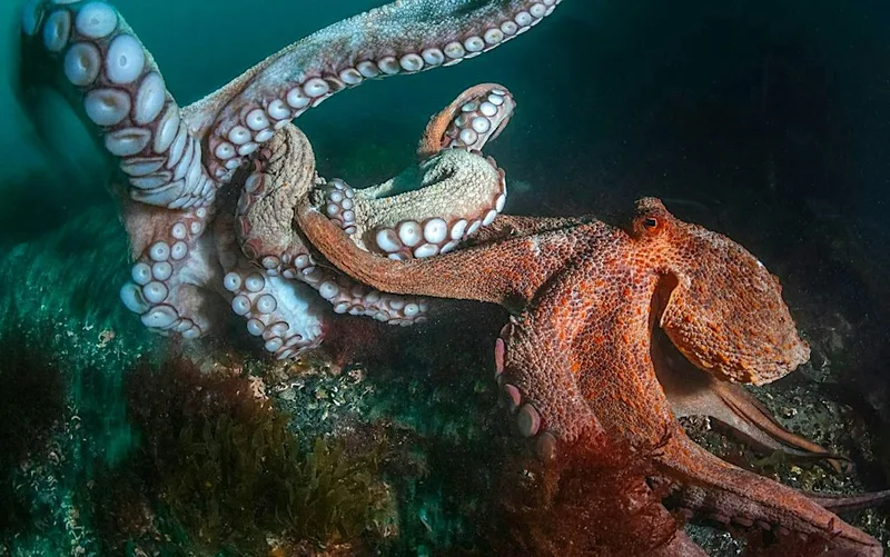 World Octopus Day