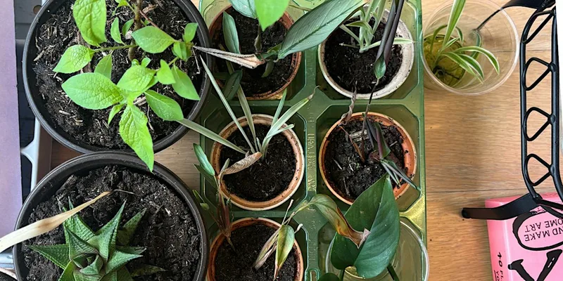Plant Swap