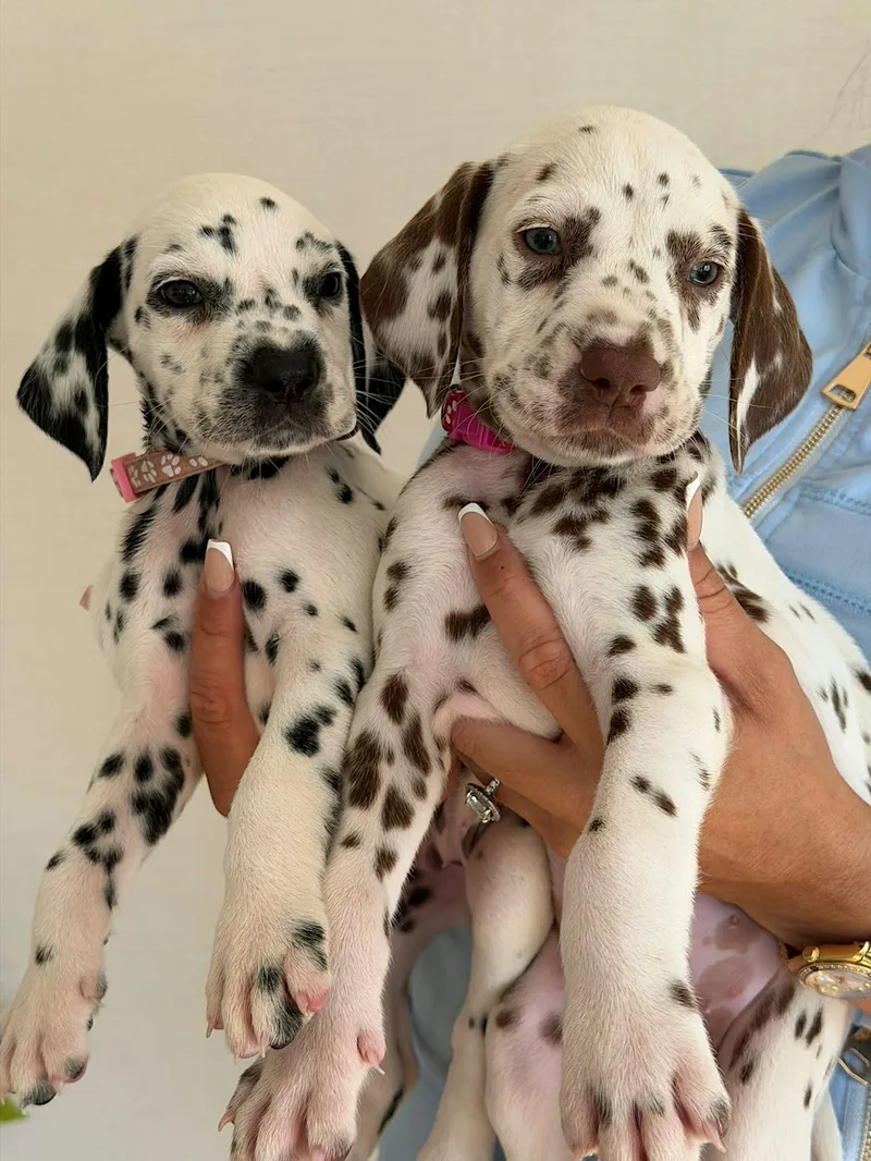 Dalmatian Puppy Yoga Experience