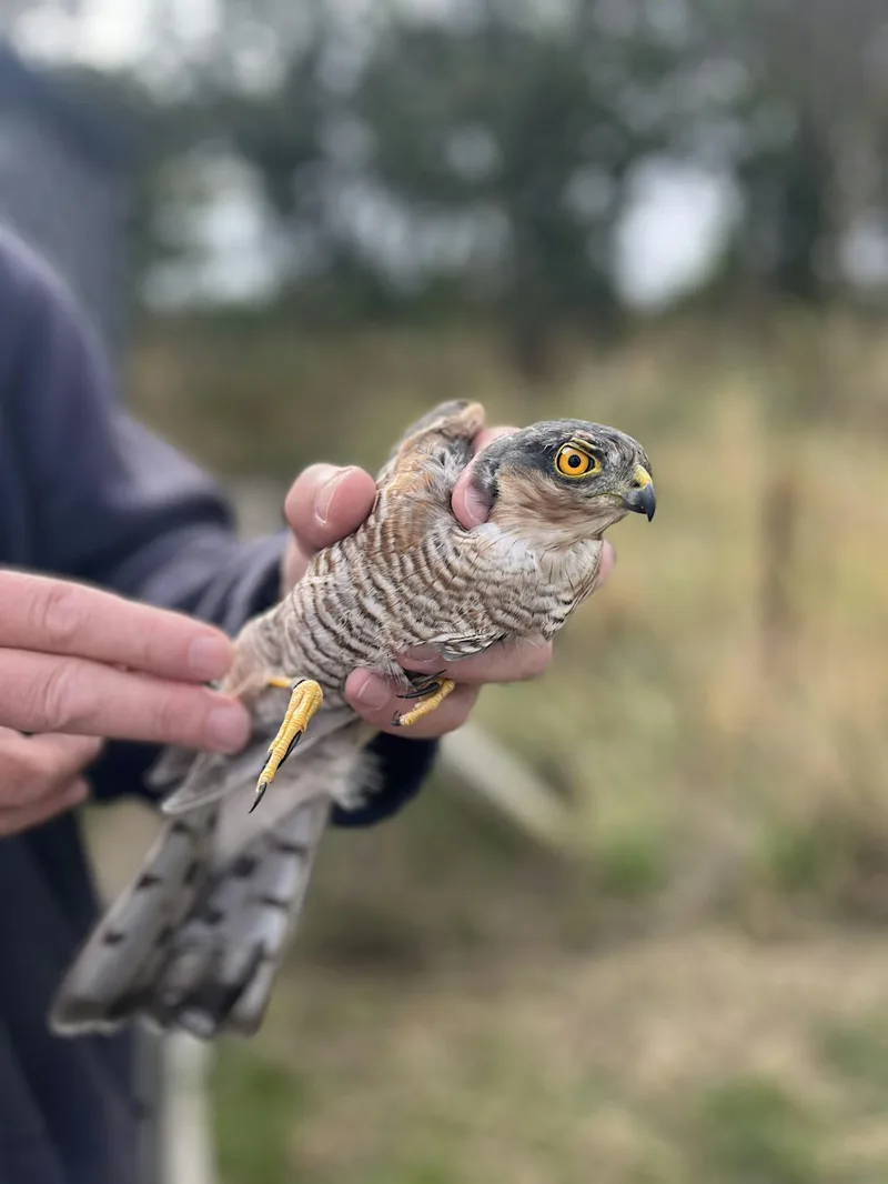 Bird Ringing Demo