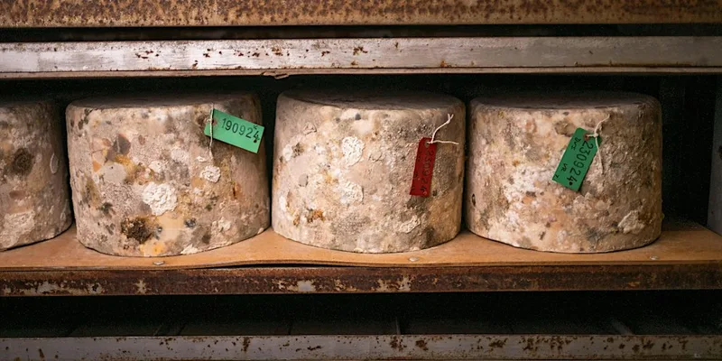 Quicke's Cheese Tour 17th September 2027