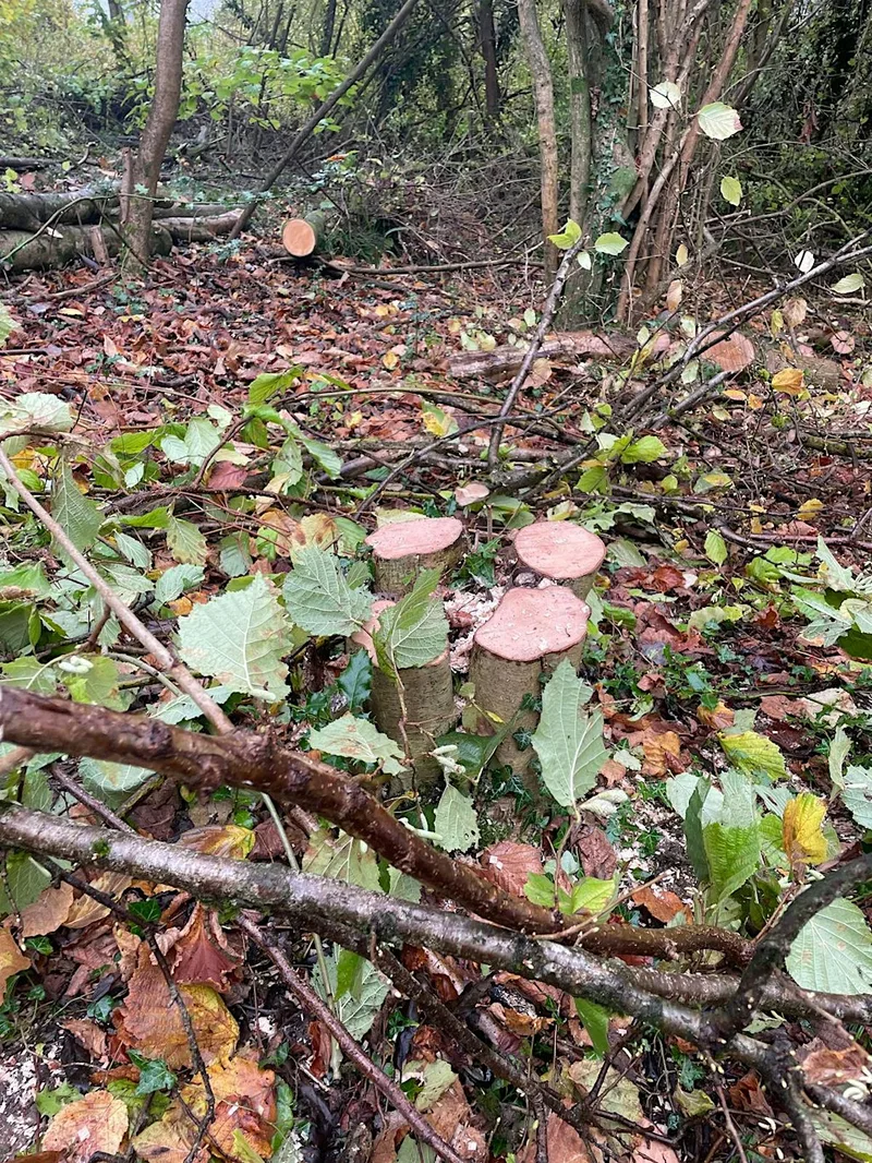 Woodland Coppicing & Bundle Building
