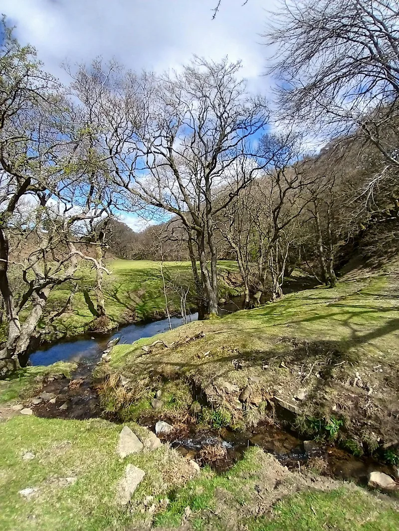 Oak & Iron Intermediate Womens Walk -