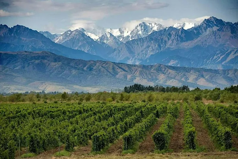 World of Wine Tasting: Argentina with Tomas from Vinyes Ocults