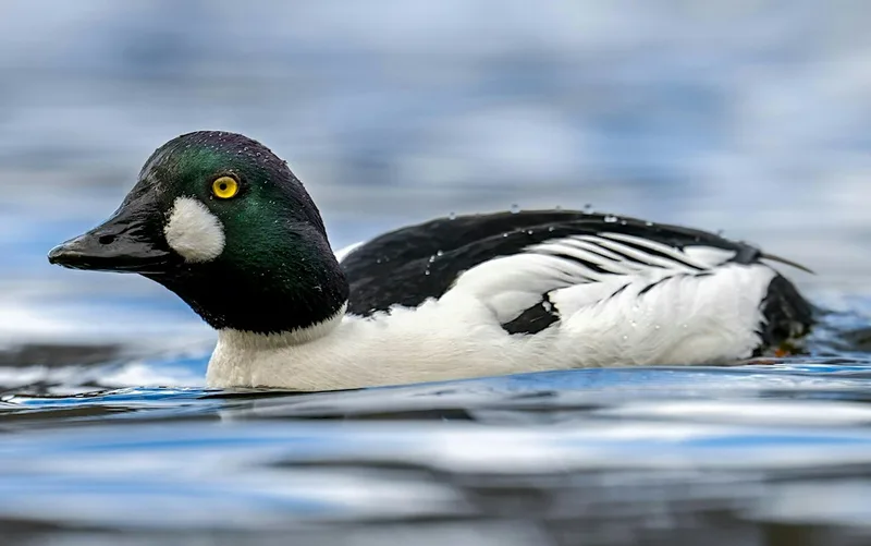 Search for the Goldeneye