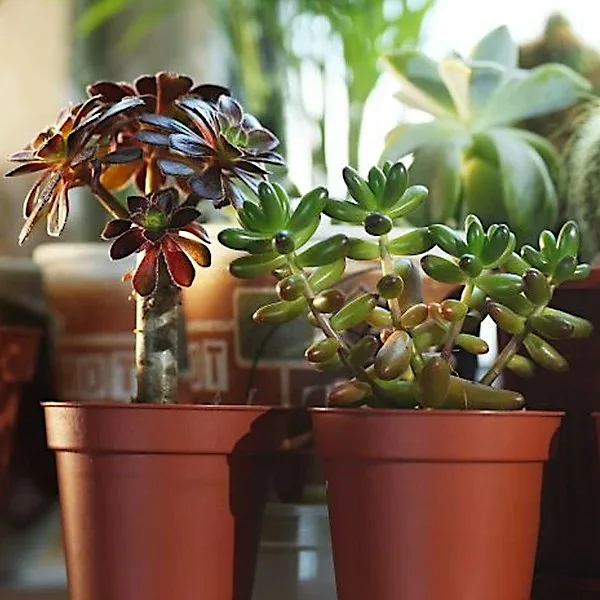 Paint-a-pot & Pot-a-plant Workshop