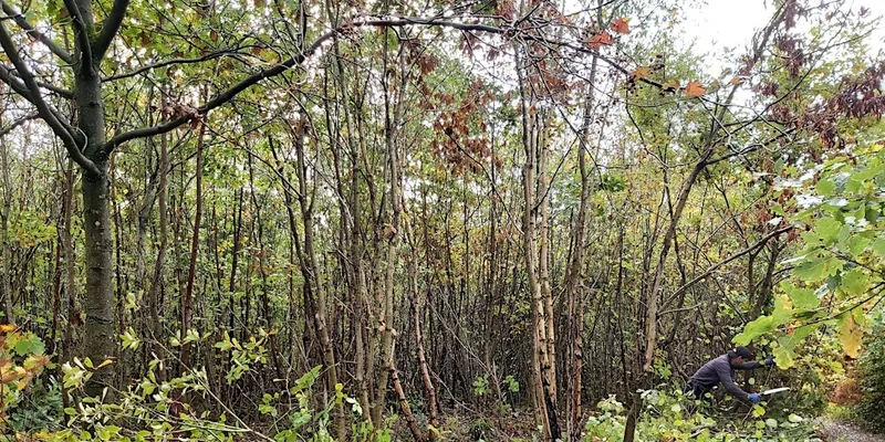 Nature Reserve Work Party - Queenswood - Coppicing