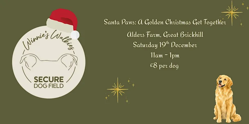 Golden Retriever Christmas Meet
