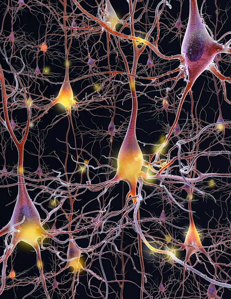 Free Will and the Brain: 1. Consciousness and Free Will