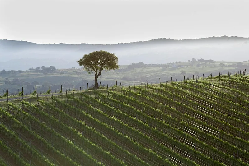 Easter Wines - Wine Dinner