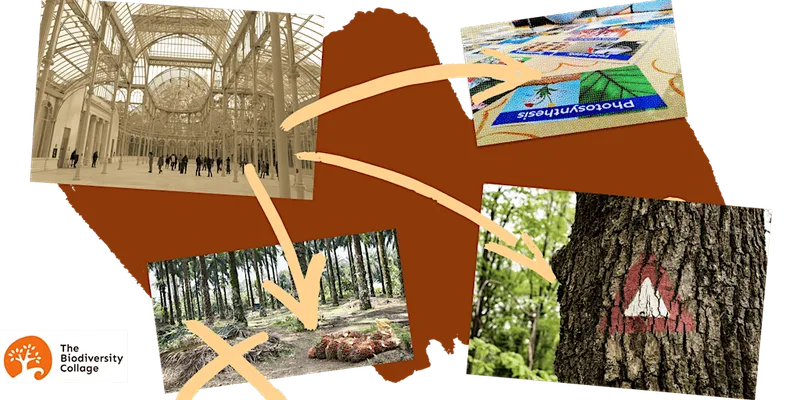 Acomb Fest: Get to grips with the ecological crisis: Biodiversity Collage
