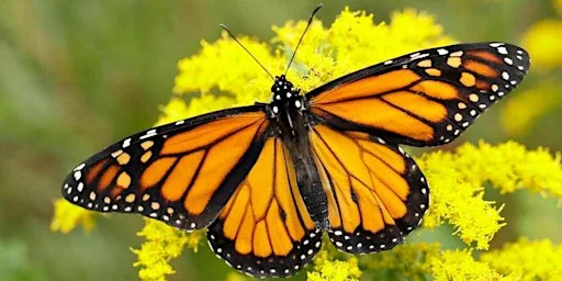 Butterfly Class 2026- New Parents Meeting - September 2026