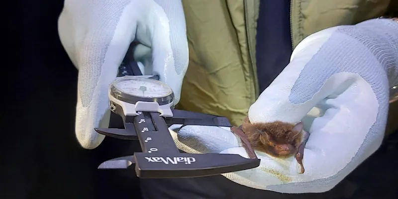 Bat Handling, Hand Netting & Endoscope Use