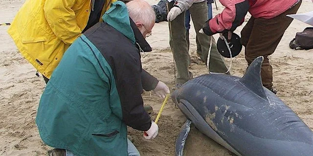Marine Strandings Network Callout Volunteer Training 2026