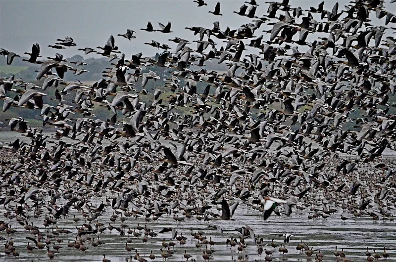 Wild Geese Rising