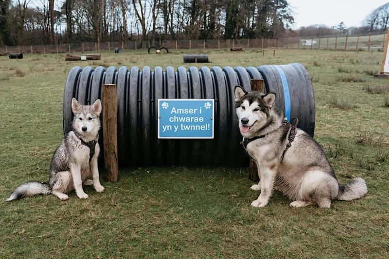 Dog Agility Area