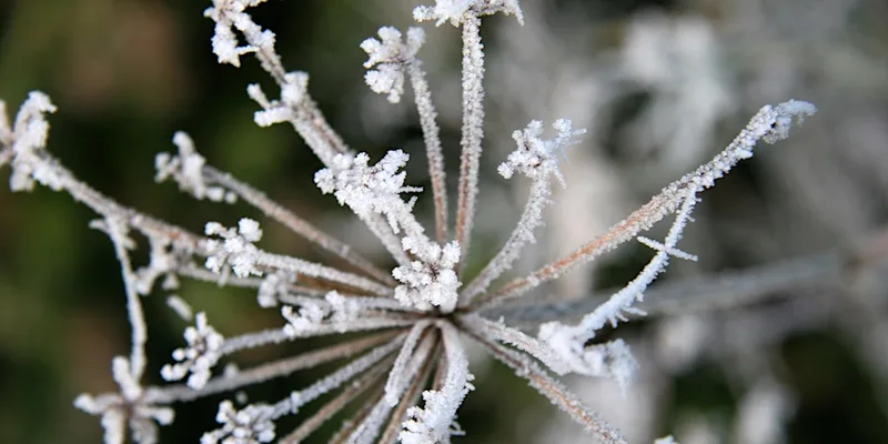 Winter Gardens – come and join us to celebrate our favourite season