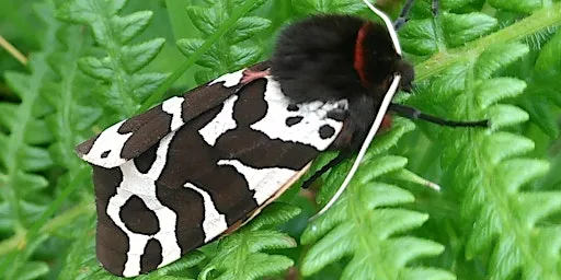 Moth Night