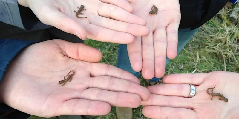 Testwood Lakes Wildlife Watch