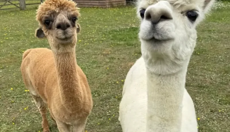 Wellbeing Discovery – Mindfulness and Alpaca Experience