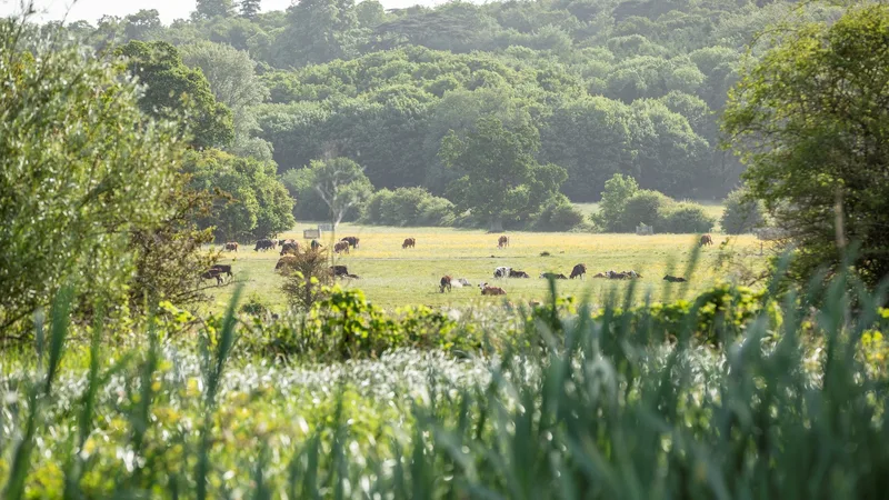 Coleshill Mill and River Cole Tour